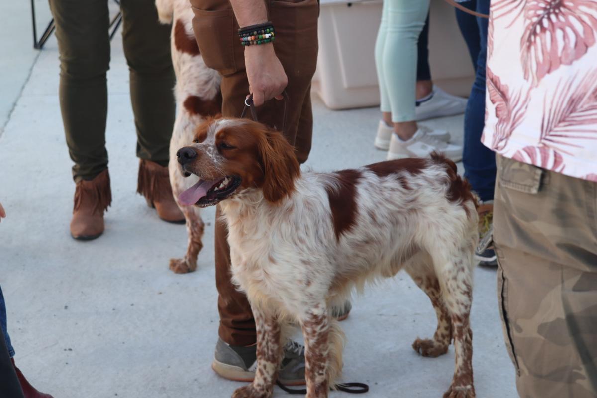 Feria del Perro de Archidona de 2024