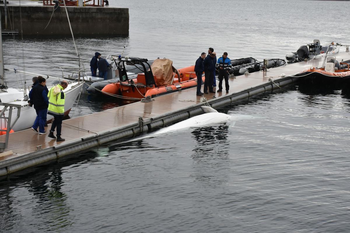 La ballena hallada hoy en aguas de la estación naval de A Graña, en Ferrol.