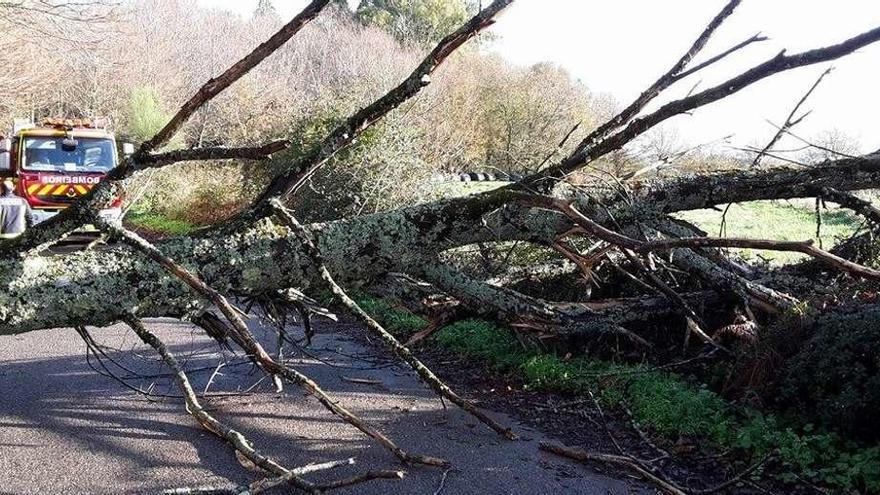 El árbol, de grandes dimensiones, impedía por completo la circulación por el vial de Ludeiro. // Bomberos de Silleda