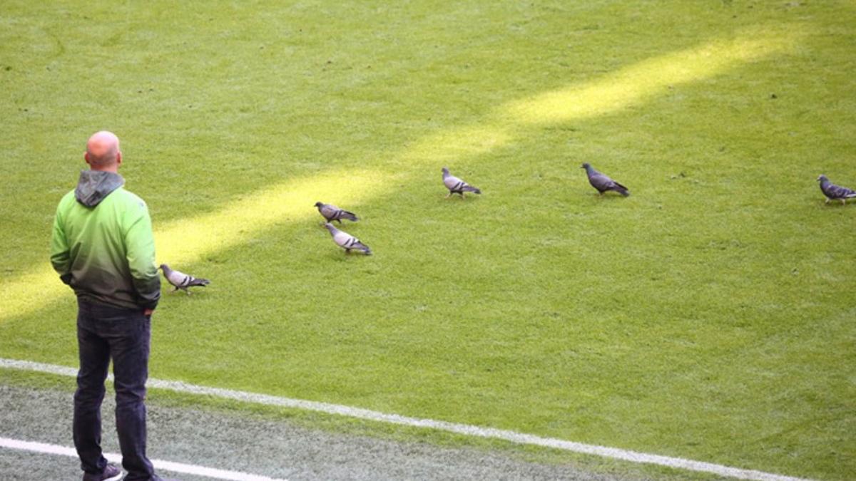 Las palomas que presenciaron el Bayern-Gladbach