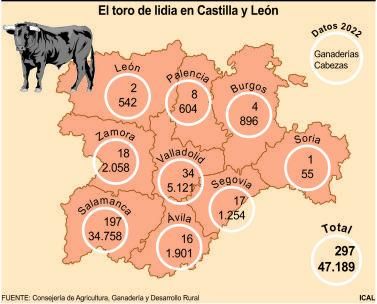 Res brava en un encierro el pasado verano en Jambrina. | José Luis Fdez.