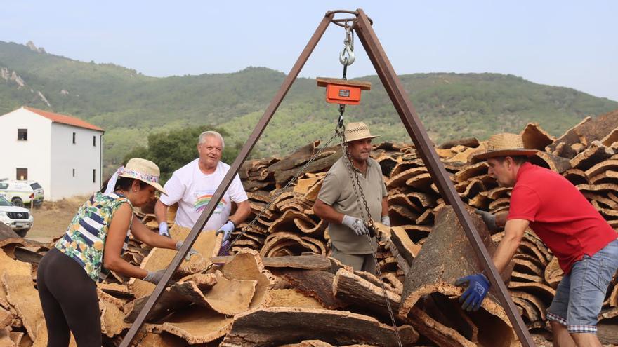 Ronda termina la campaña de saca de corcho de sus Montes Propios mejorando la producción