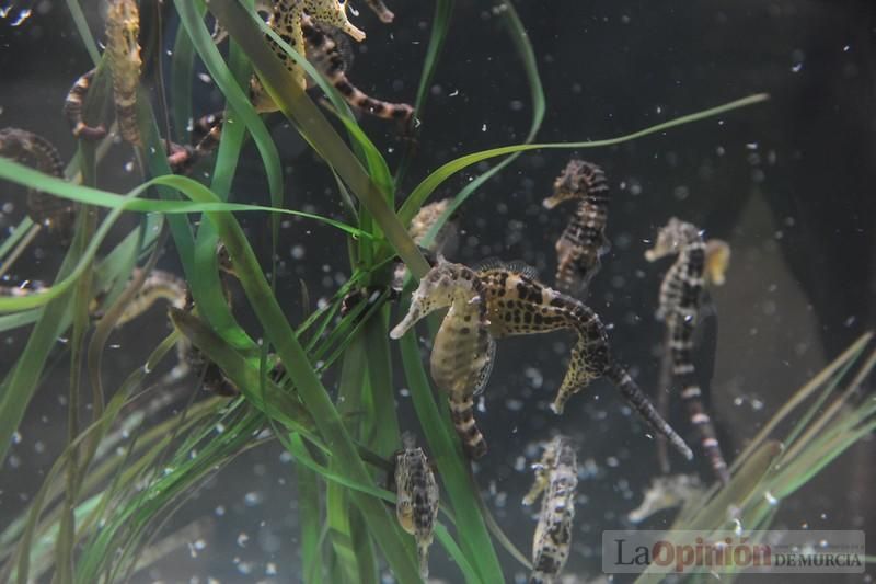 El acuario de la UMU albergará las especies emblemáticas del Mar Menor