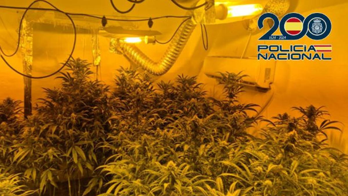 Parte de la plantación desmantelada por la Policía Nacional.