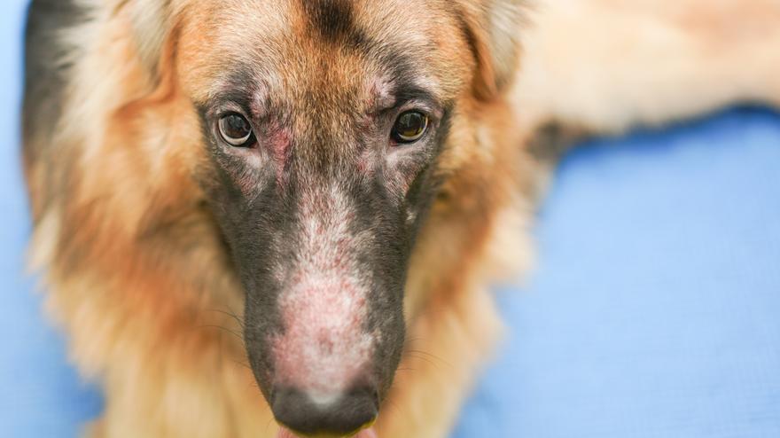 ¡No ignores estos síntomas! Pioderma en perros: la enfermedad de la piel más común y cómo identificarla