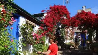 ¿Cuándo se celebran los Patios de Córdoba 2024?