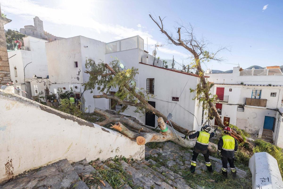 Un árbol cae sobre una casa y deja a sus ocupantes encerrados.