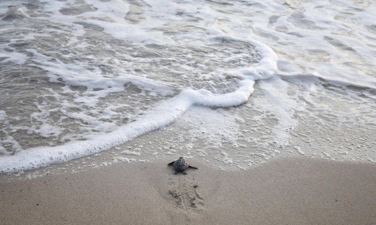 Más de 30 tortugas regresan al mar entre aplausos en la playa de Can Pere Antoni