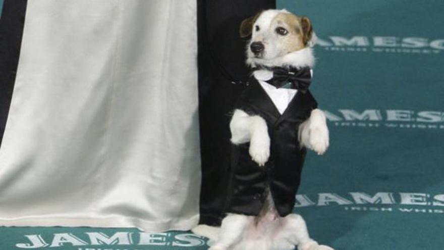 El perro Pancho en una gala de los Goya.