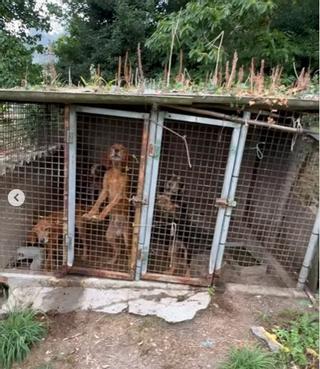 Los perros en el video dinfundido en redes sociales.
