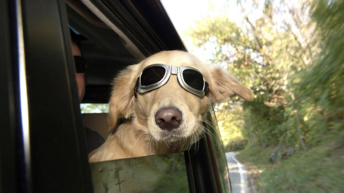 Viaja con tu perro esta Semana Santa: consejos para que la escapada sea perfecta.