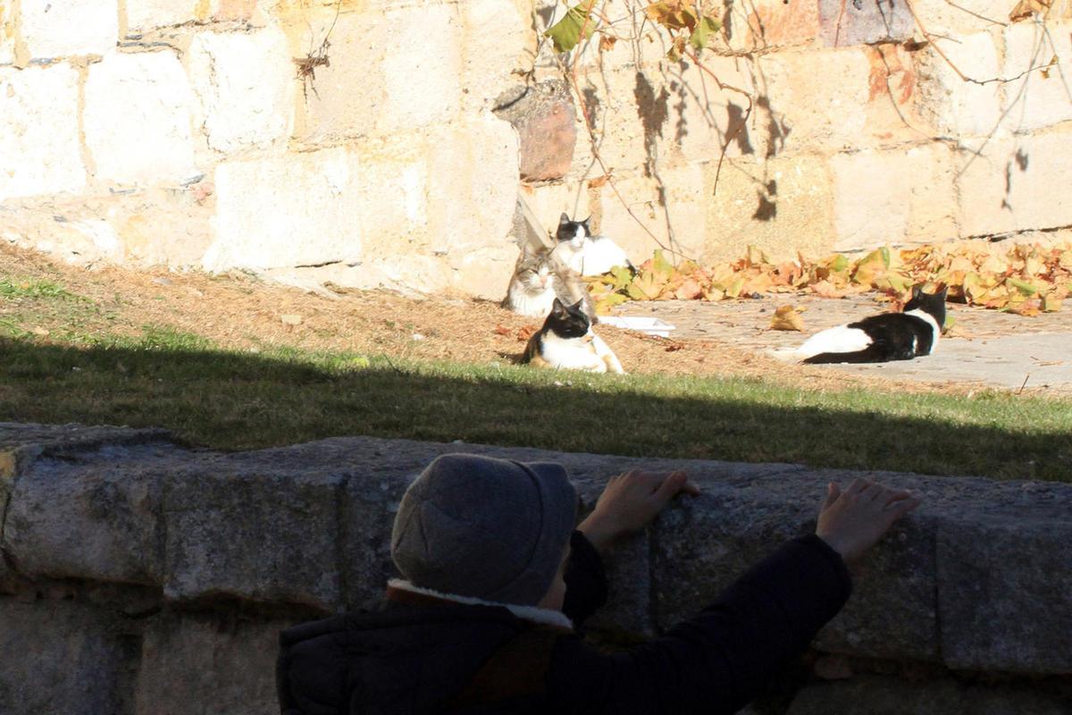 Gatos callejeros