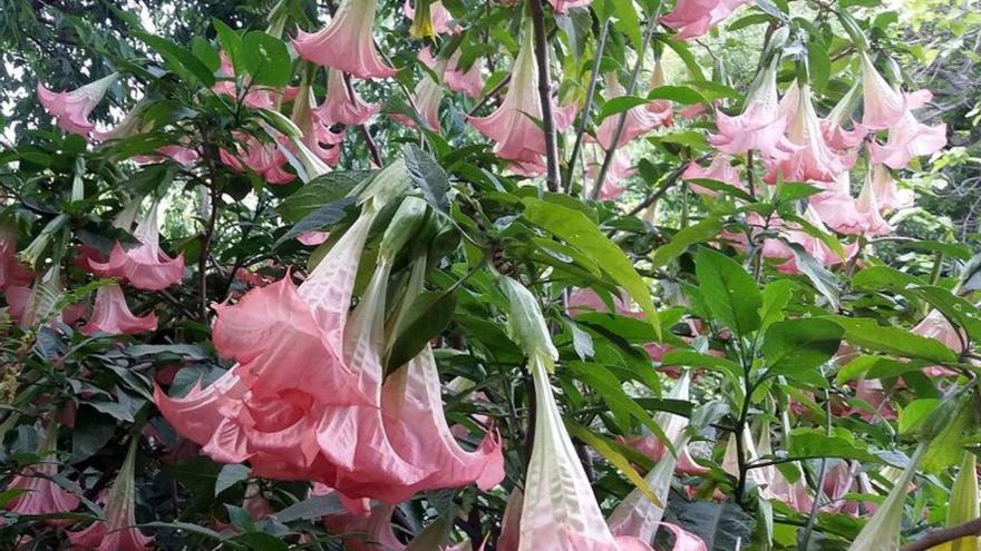 Brugmansia