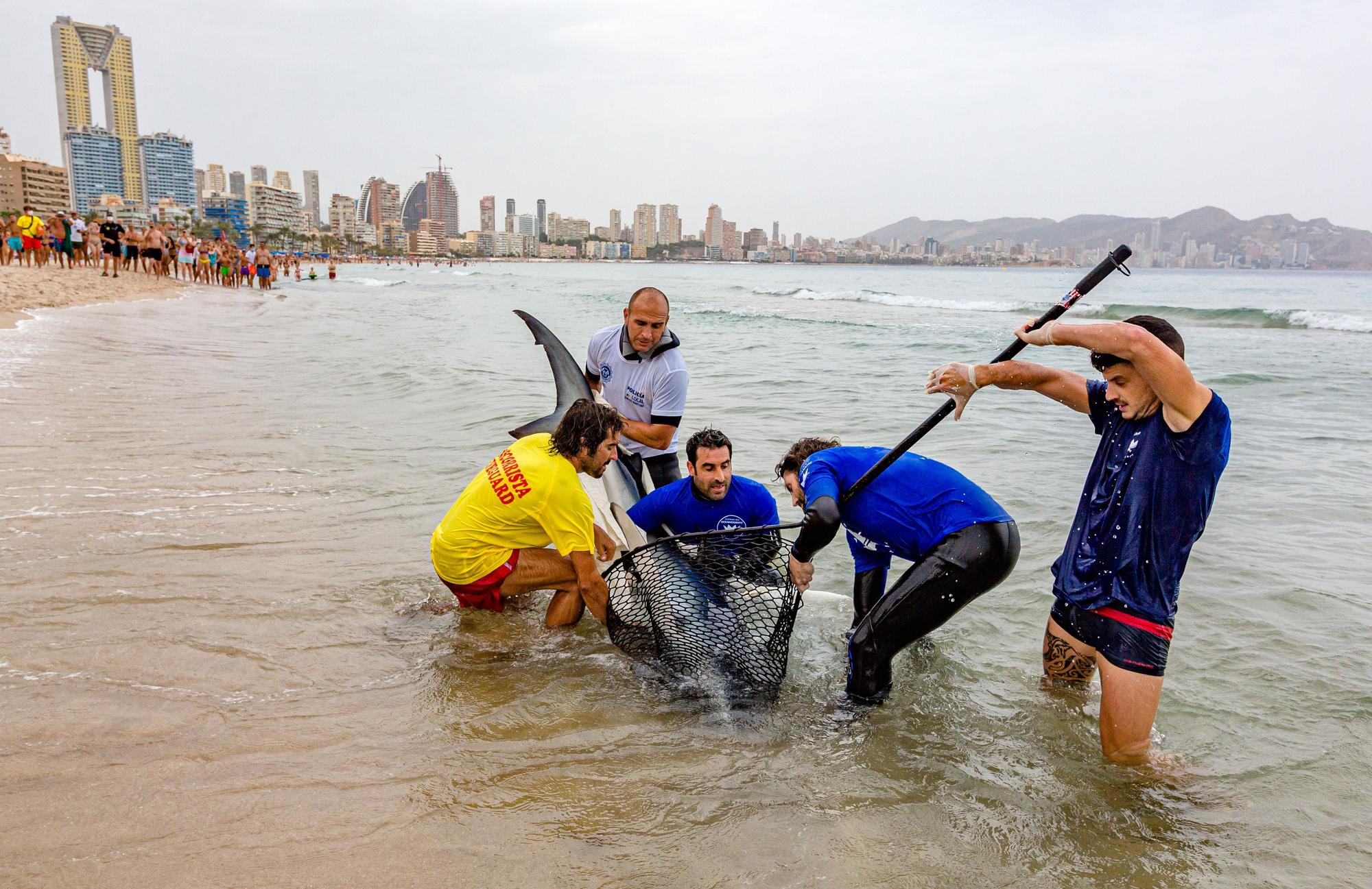 Aparece una tintorera de dos metros en Benidorm