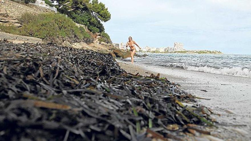 La cala de Los Franceses se encuentra cubierta totalmente por las algas, que han tapado por completo la arena y que se acumulan en el agua. CRISTINA DE MIDDEL