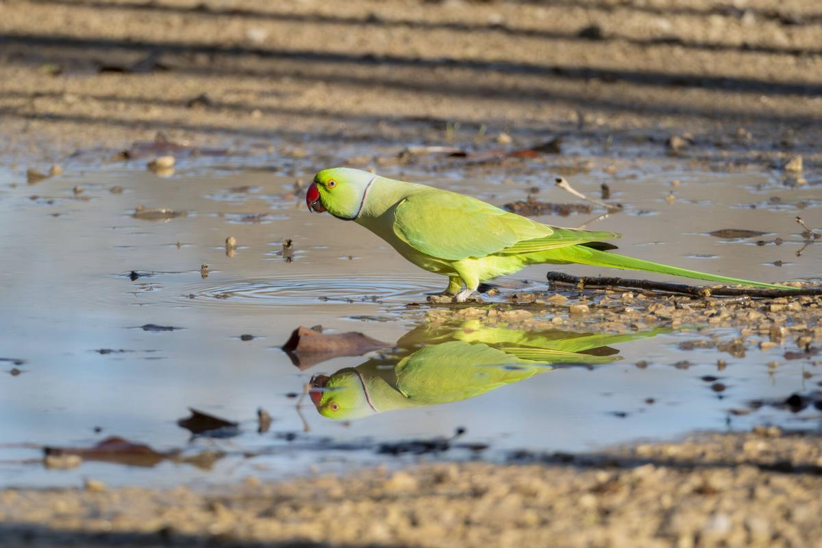 Manresa cotorra Kramer aus au animal animals fauna parc Cardener renaturalització