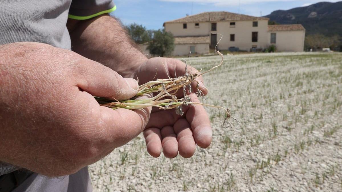 La sequía pone en jaque las cosechas de la provincia de Alicante - Información