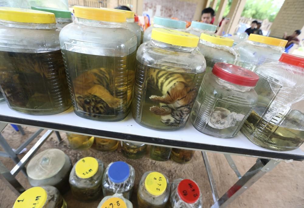 Escándalo en el Templo de los Tigres de Tailandia