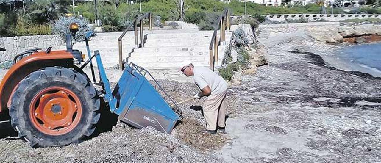 Operarios de playas trasladan y colocan la posidonia.