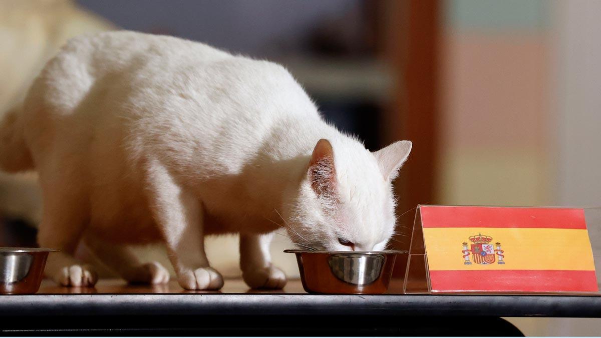 El gato Aquiles pronostica la victoria de España ante Suiza