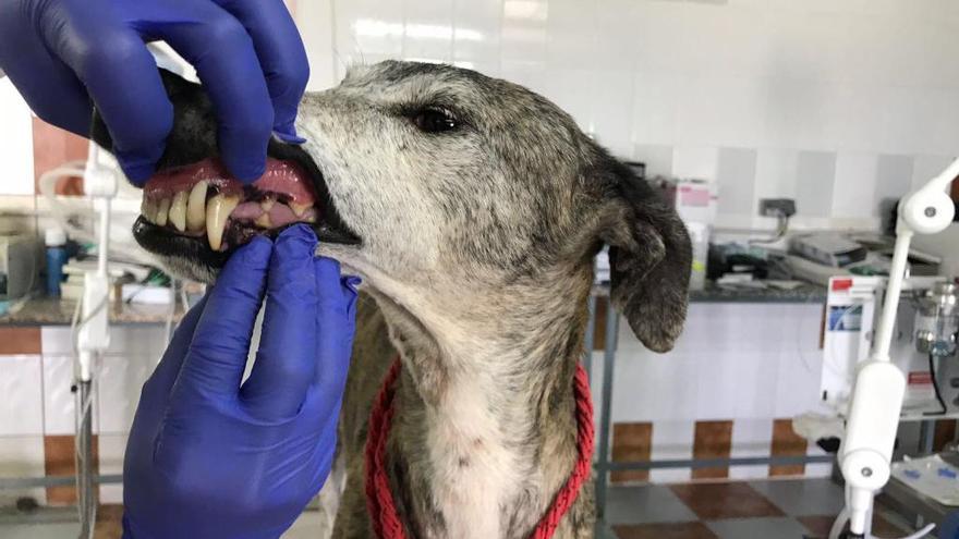 Animales encontrados por la Guardia Civil.