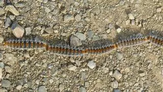 Alerta: plaga de procesionaria del pino en estas zonas de Barcelona