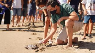 Devuelven al mar quince de las tortugas bobas halladas en una playa de Fuengirola