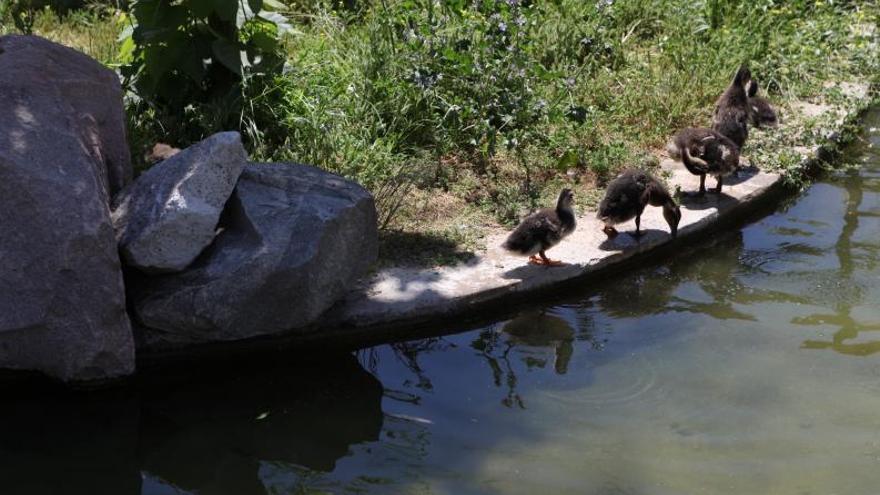 El brote de gripe aviar obliga a sacrificar a los 12 patos infectados en el Zoo de Córdoba