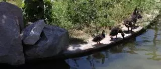 El brote de gripe aviar obliga a sacrificar a los 12 patos infectados en el Zoo de Córdoba