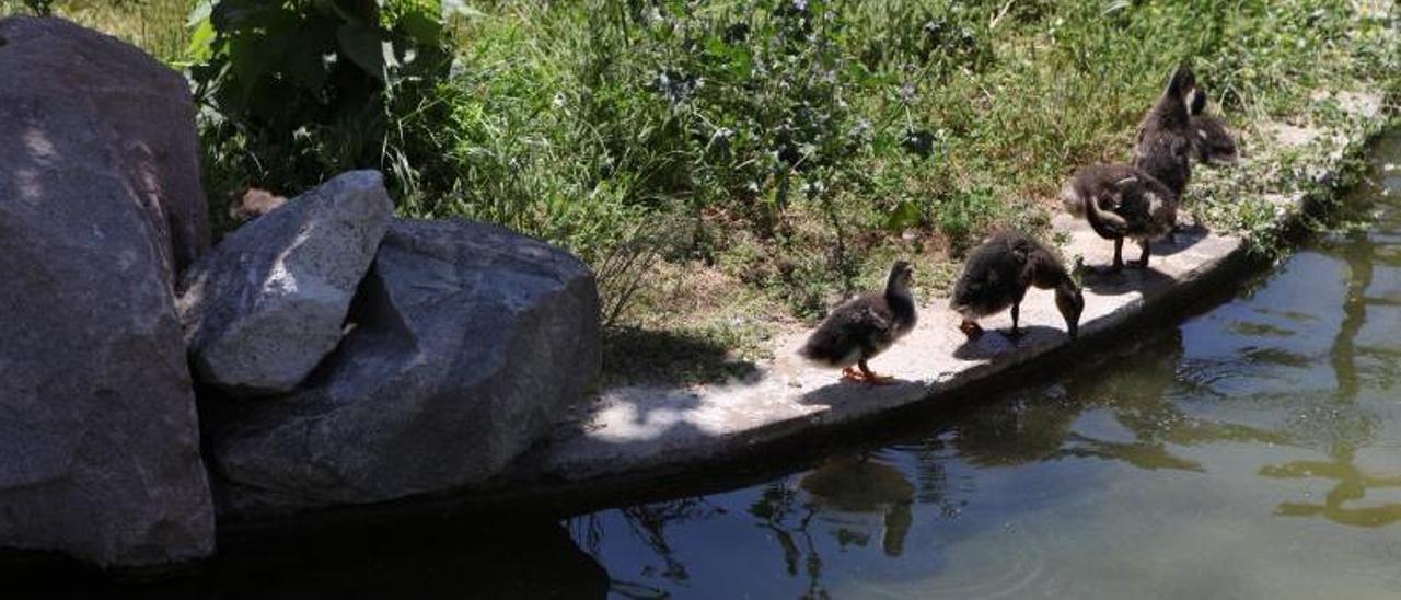 Anátidas en el Zoo, en una imagen de archivo.