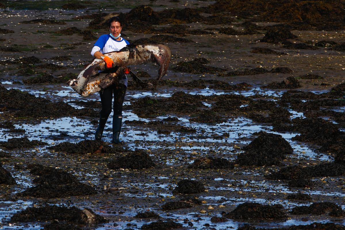 Eliminación de basura marina en Cambados.