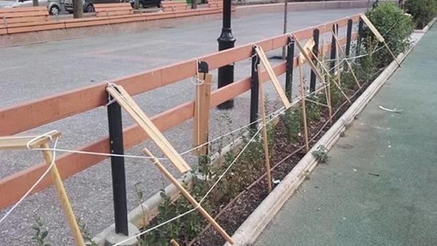 Arrancan otra vez la protección  de los setos del parque Pere Crespí