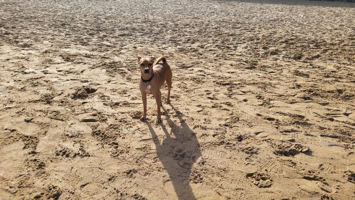 Un perro en la playa.