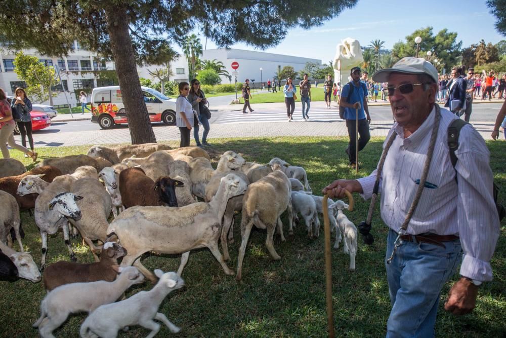 Ovejas por la Universidad