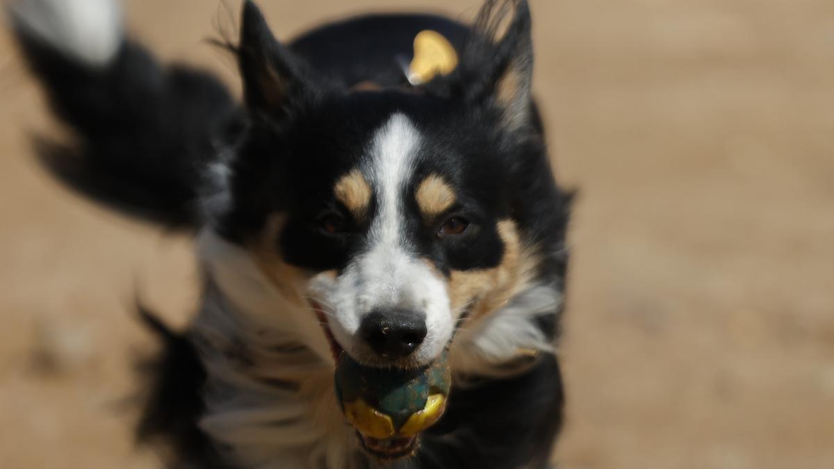 21 de julio, Día Mundial del Perro