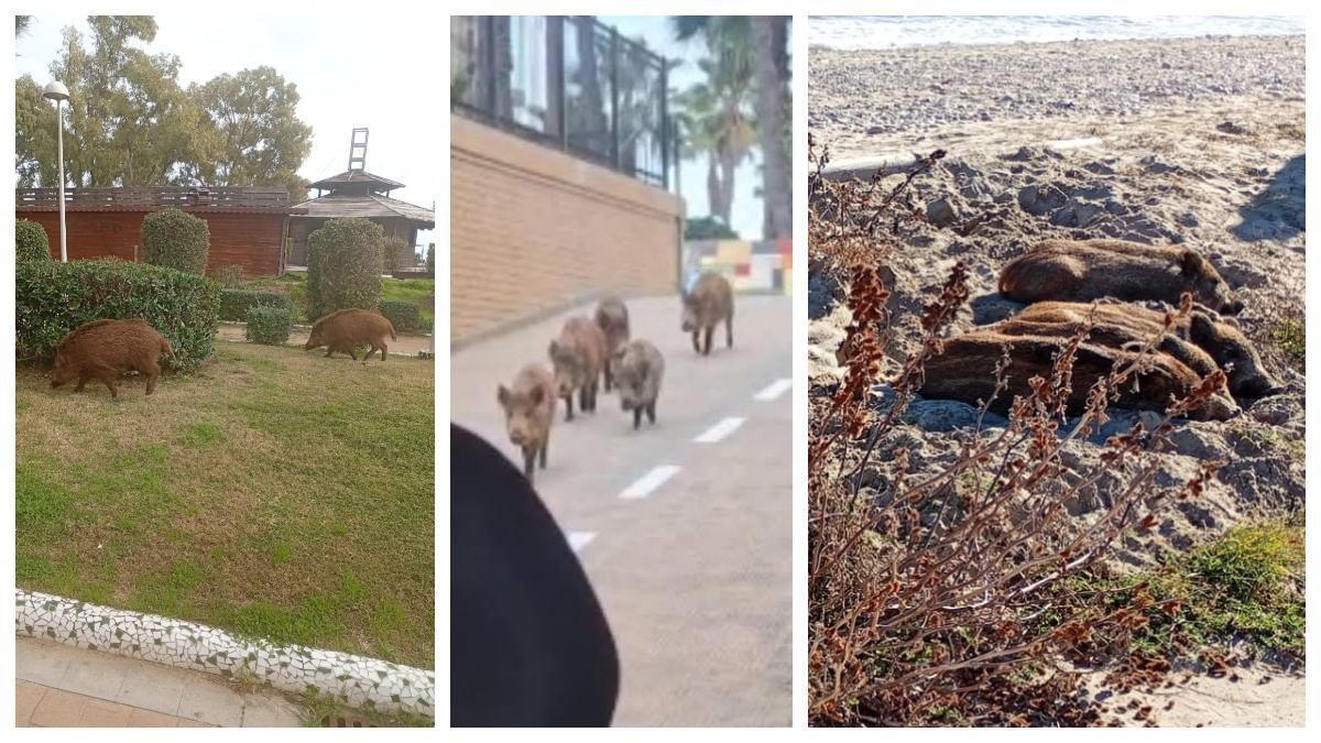 Vídeo: Jabalís en la playa de les Amplàries, en Orpesa