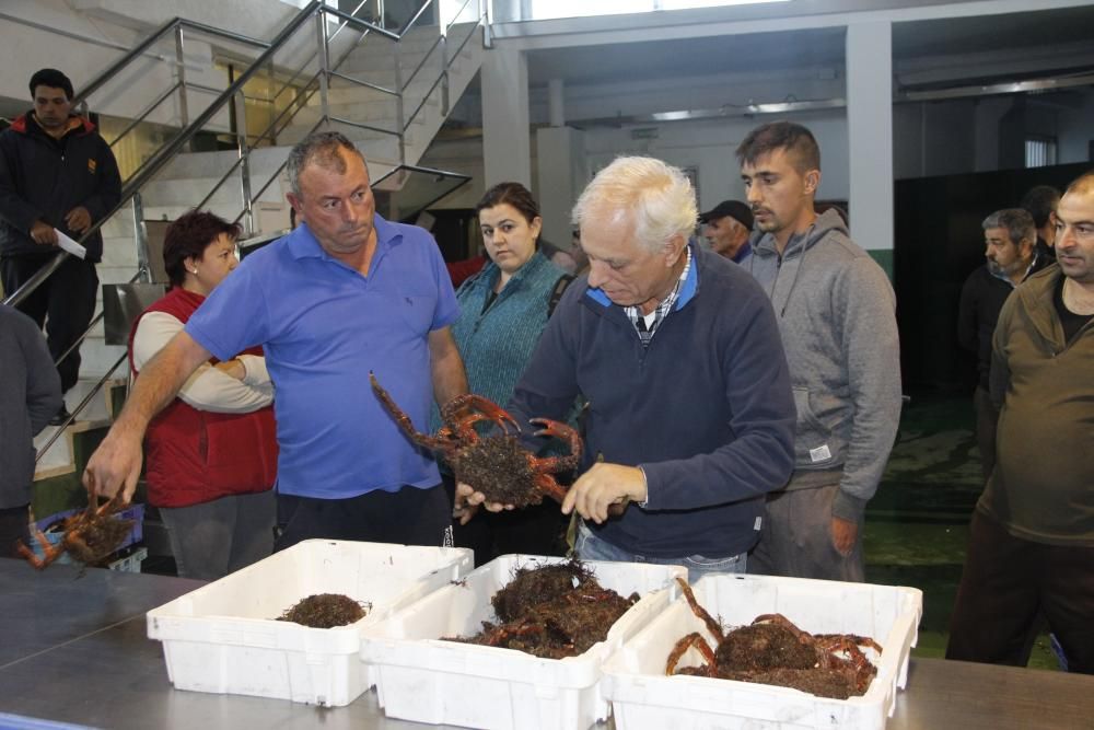 Apertura de la veda de la centolla en O Morrazo