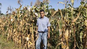 El biológo Pedro Revilla, practica selección genética tradicional del maíz en la Misión Biológica de Galicia en Pontevedra, en un proyecto internacional con 9 países.
