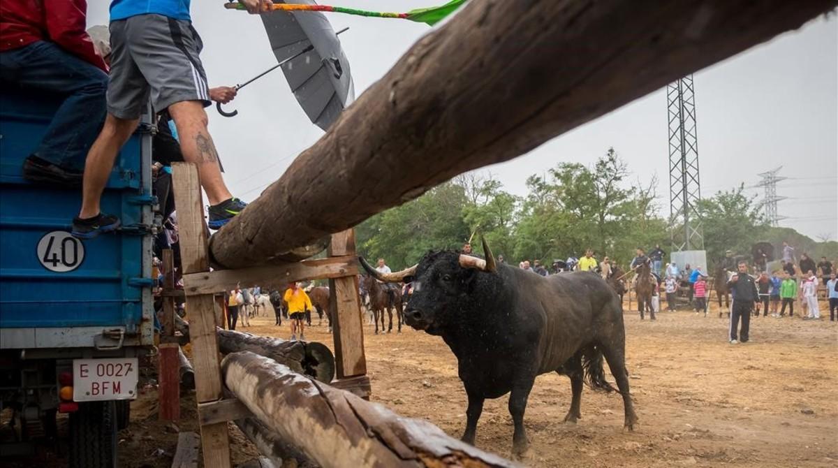 fcasals35507555 a bull eyes festival goers on a lorry during the  toro de la160913132313