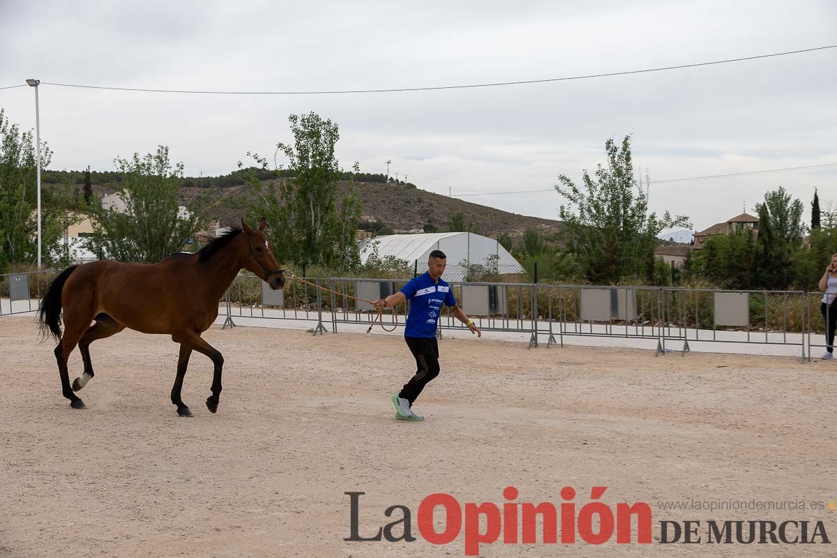 Control veterinario de los Caballos del Vino en Caravaca