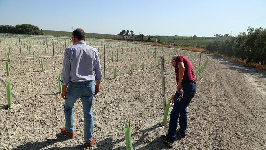 Montilla-Moriles pierde el 78% de sus viñedos en solo cuatro décadas
