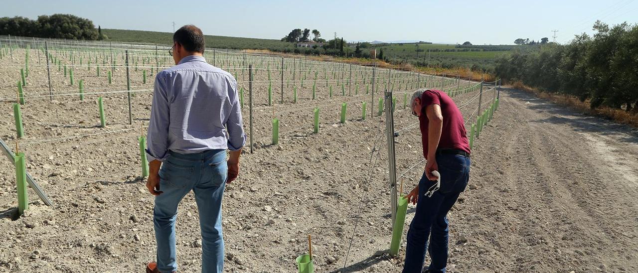 Antonio Doblas y Francisco Robles inspeccionan un viñedo recién plantado en el término municipal de Moriles.