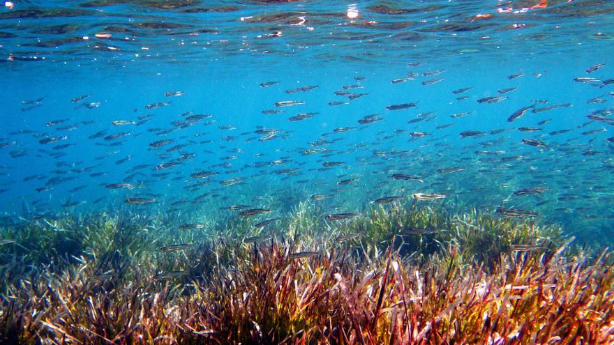 Detecten plastificants en sardines, seitons i lluços del mar Mediterrani