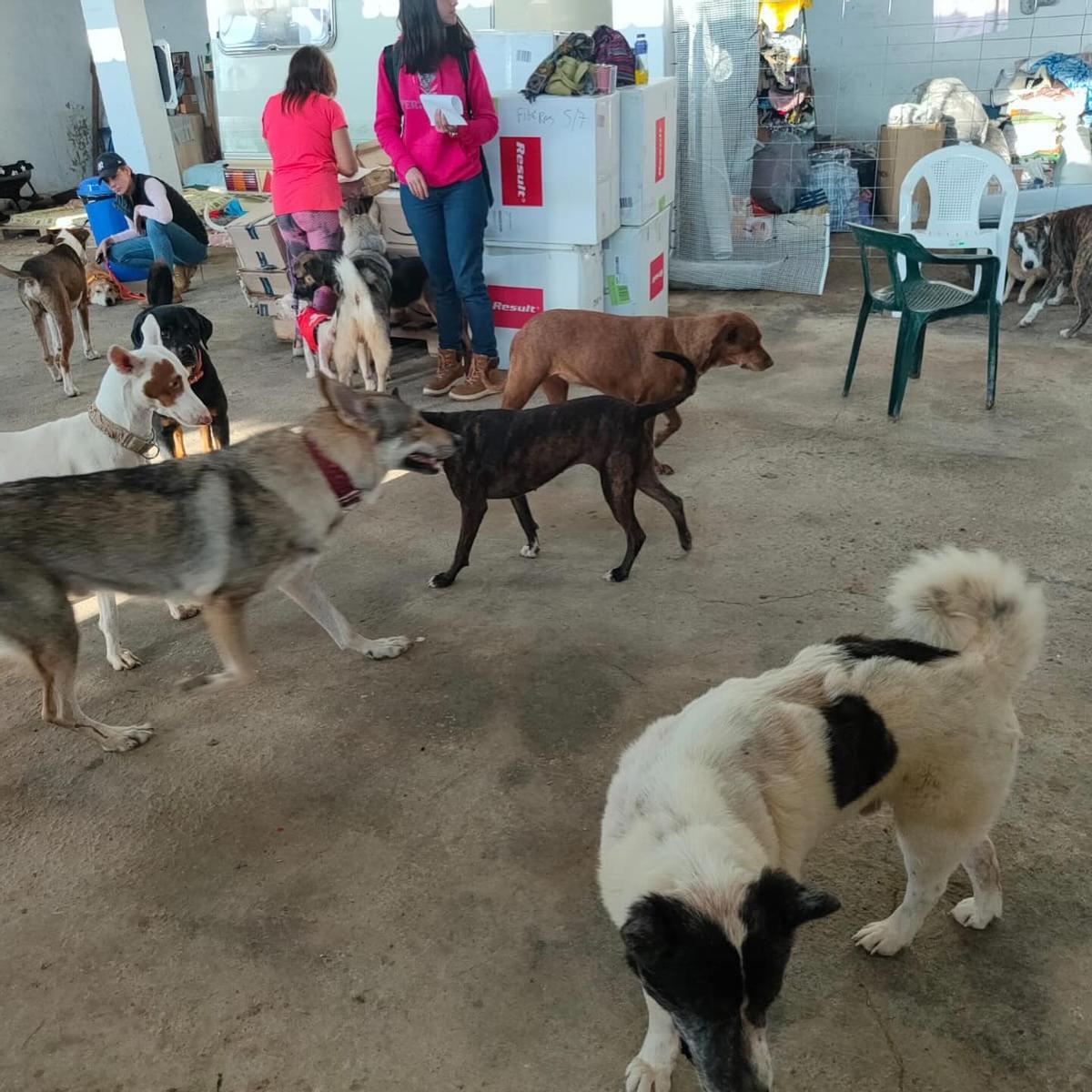 Unas vluntarias con  un grupo de perros en el Refugio de María en Sueca.
