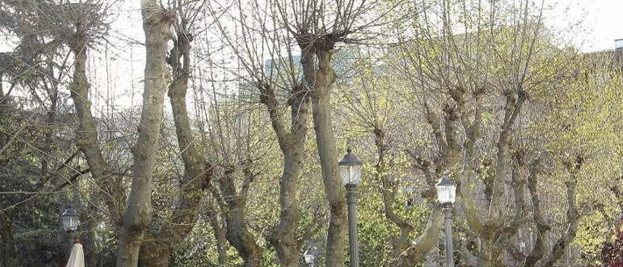 Árboles en el parque de San Lázaro. // Iñaki Osorio