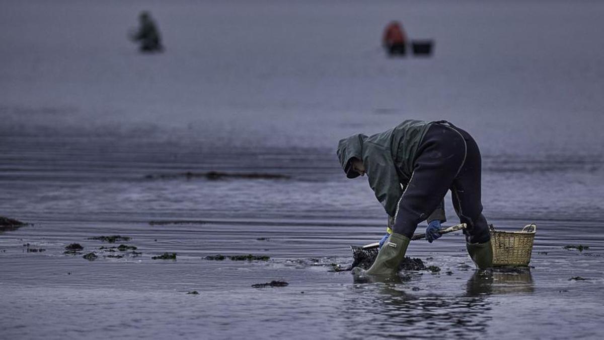 Las borrascas amenazan la campaña del marisco: "Baixa a salinidade agora que hai moita cría"