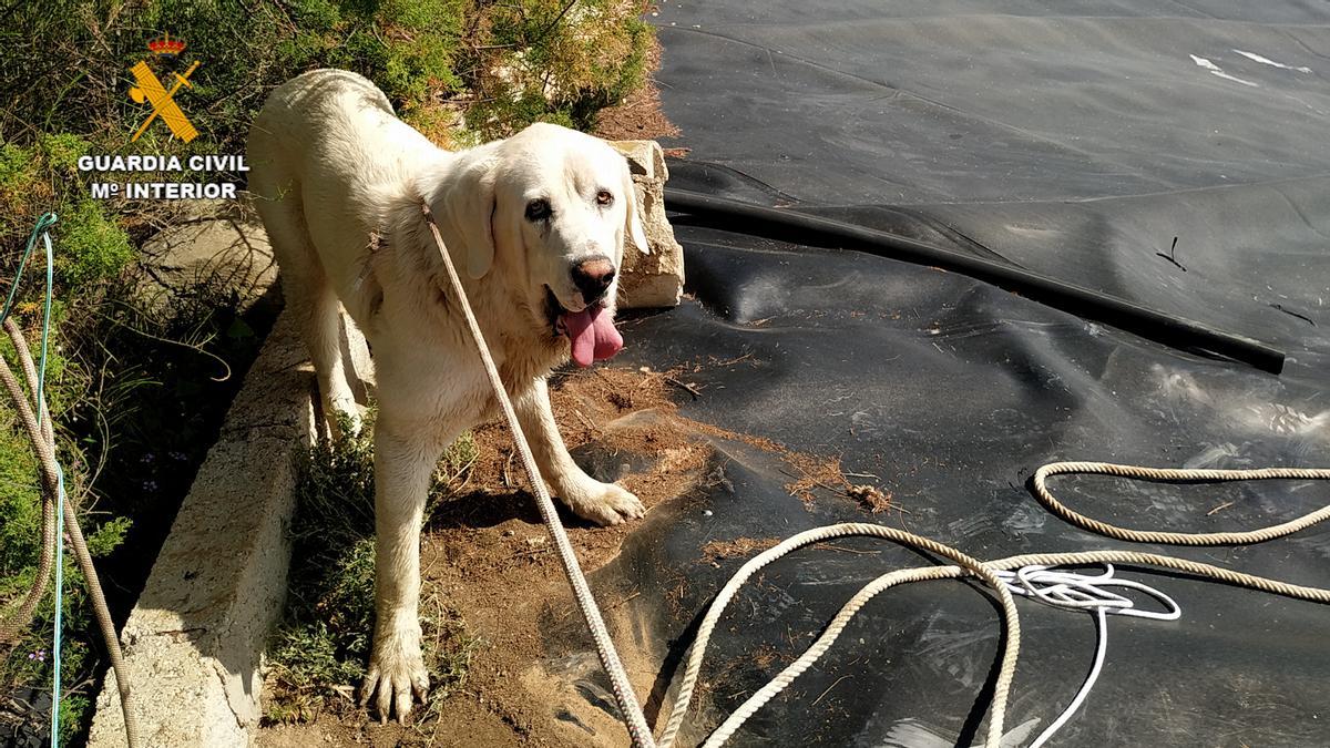 Unno de los perros rescatados