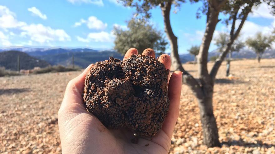 Trufa negra de Aragón