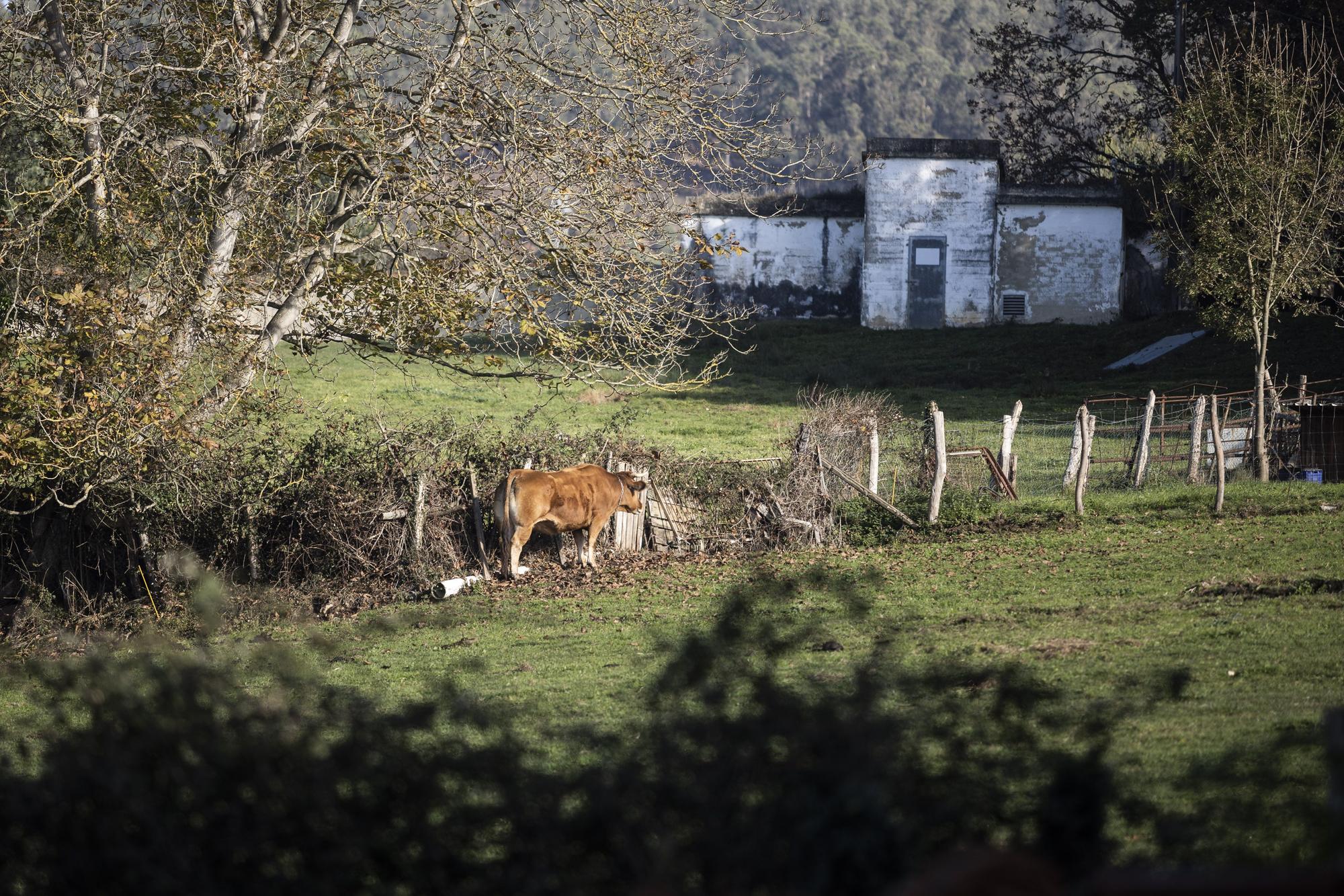 Asturianos en Llanera, un recorrido por el municipio