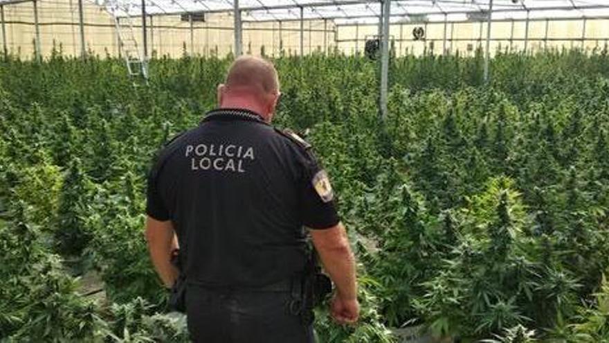 La plantación de Peña de las Águilas, en una imagen de la Policía Local de Elche